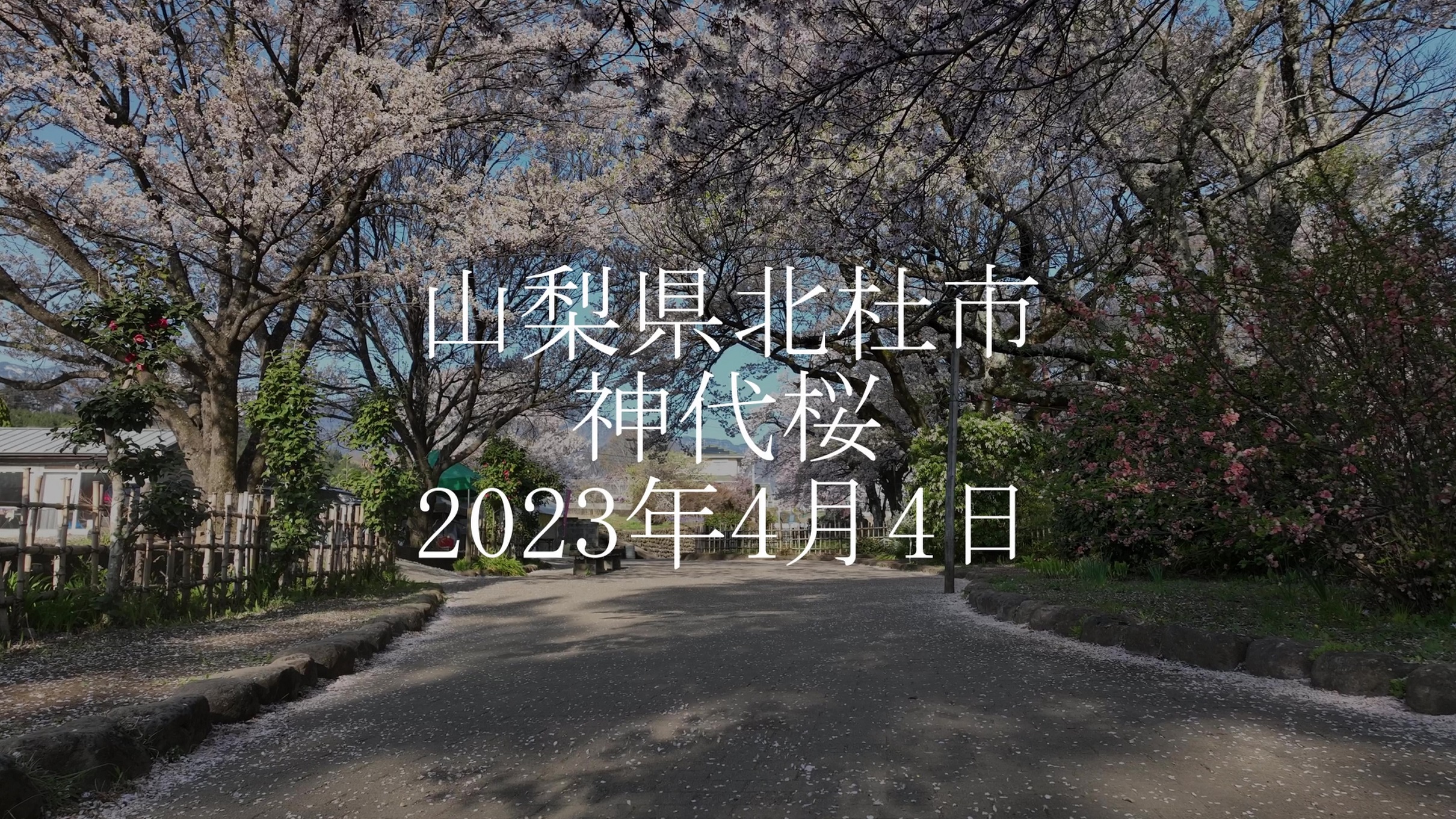 風景画　水彩画　実相寺(山梨県)の春 4K映像 桜の名所「実相寺の山高神代桜 春満開編」cherry blossom